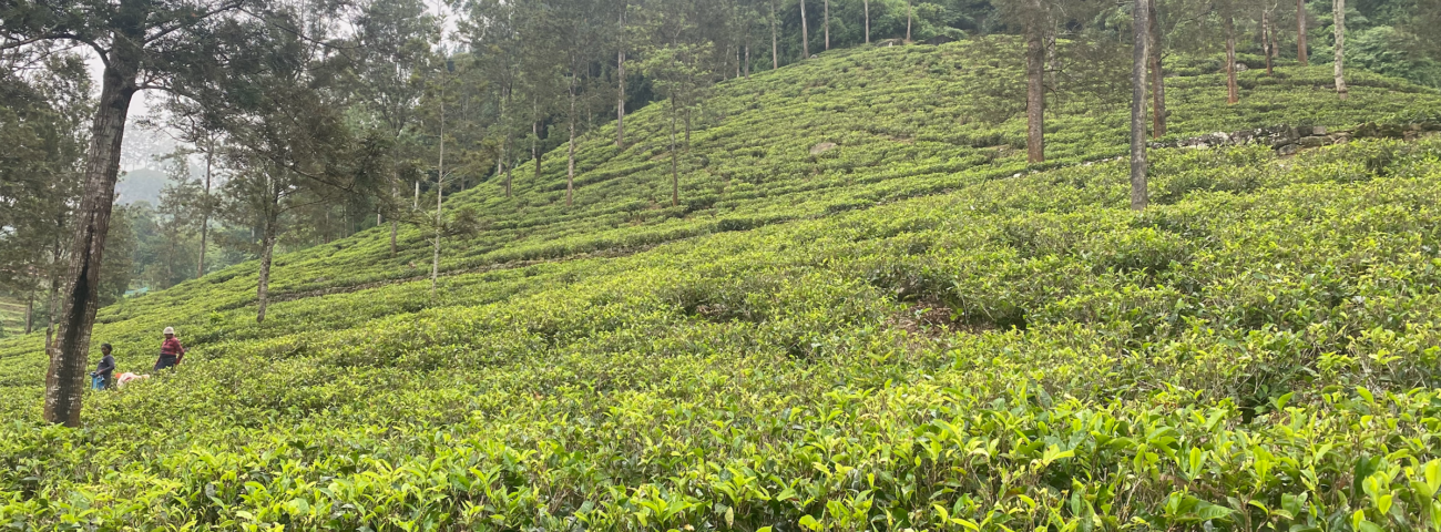 5x Leukste Bezienswaardigheden Nuwara Eliya Sri Lanka